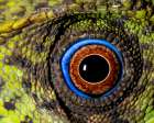 Javan hump-headed lizard. Art Print